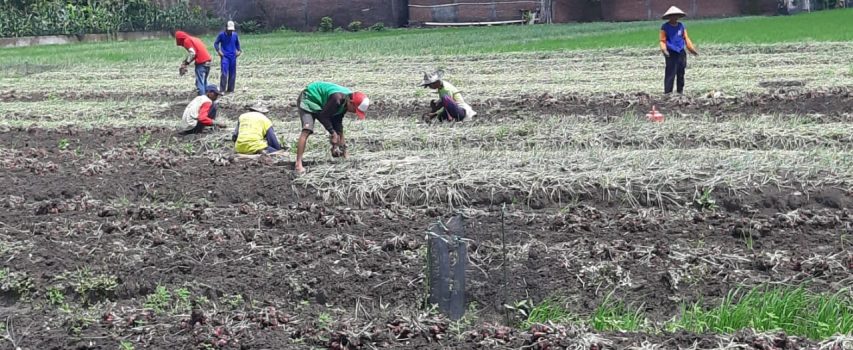 Panen Raya Bawang Merah di Kecamatan Gajah