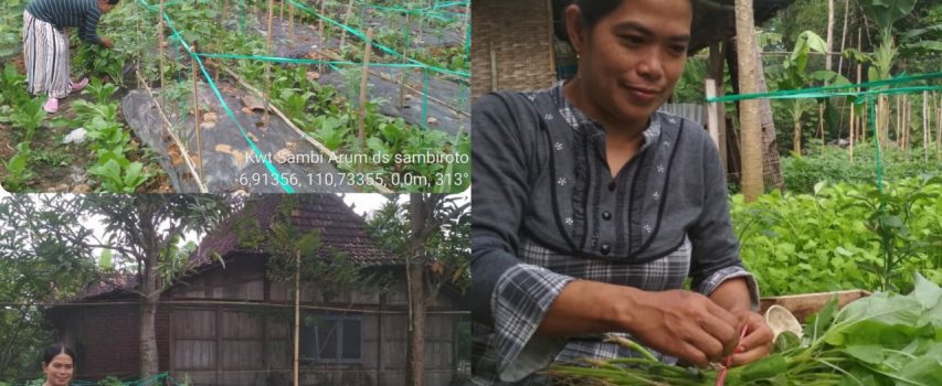 PEKARANGAN PANGAN LESTARI (P2L) KWT SAMBI ARUM DESA SAMBIROTO MAMPU MEMBERIKAN TAMBAHAN PENDAPATAN SAAT PANDEMI