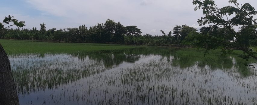 AKIBAT LUAPAN  SUDETAN SUNGAI WULAN, 20 Ha SAWAH DESA WILALUNG TERENDAM AIR