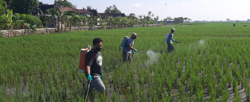 GERDAL OPT PADI PADAT KARYA DI KELOMPOK TANI RUKUN SANTOSO DESA SURODADI